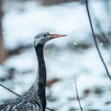 Zoo Brno rozšířila ptačí kolekci o vzácné a ohrožené druhy